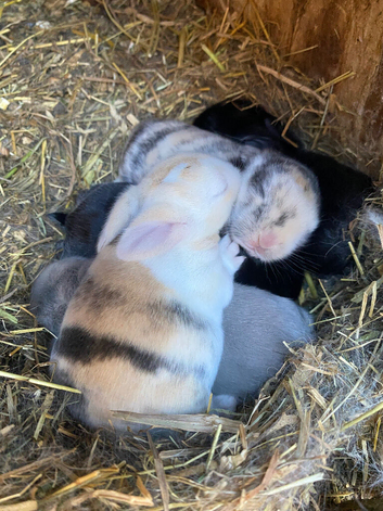 Mini lops ( Est since 2014 )
