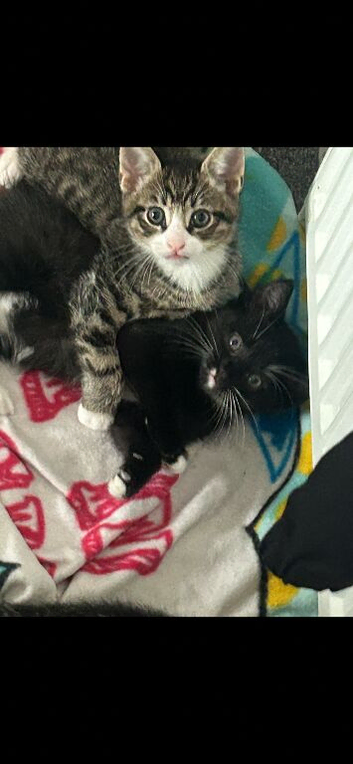 Kittens for sale
