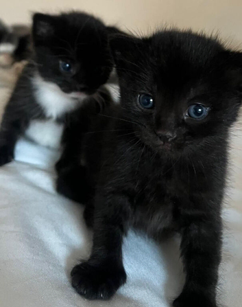 MAINECOON CROSS RUSSIAN BLUE