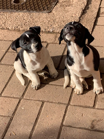 Stunning litter of jack Russell puppies