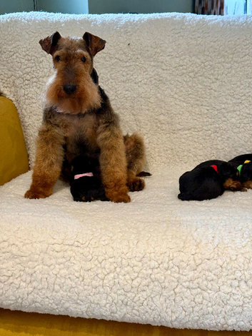 Beautiful top puppies