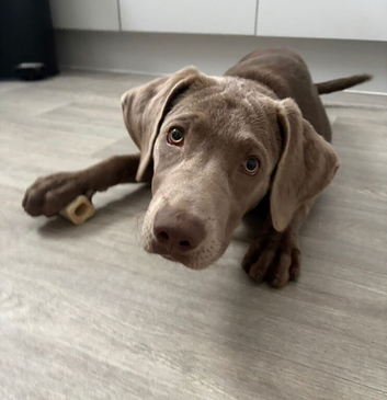6 month silver labrador retriever
