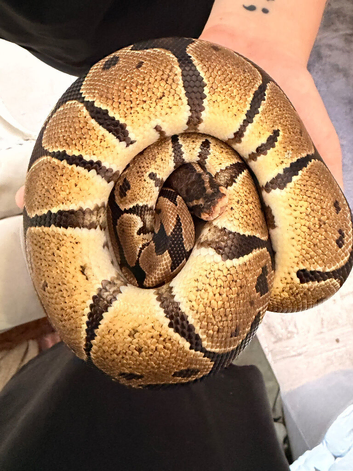 Normal ball python