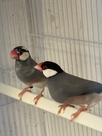 X2 Java finches