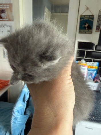 2 BSH GIRLS LEFT CHUNKY BLuE