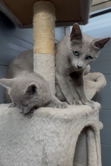 Pure Russian Blue kitten boy looking new home