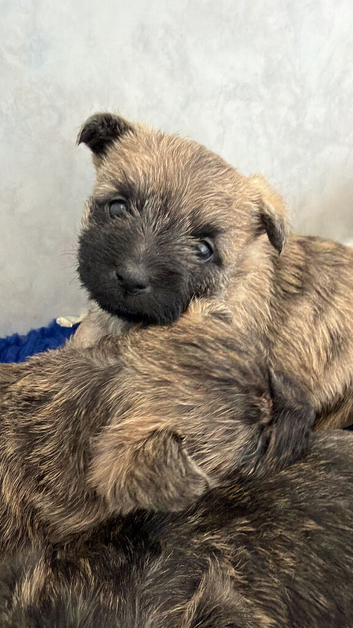Beautiful cairn terrier puppies