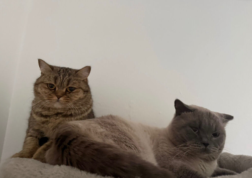 Pedigree British Short hair kittens