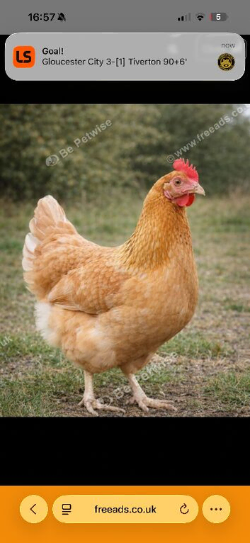 5- Marigold pullets