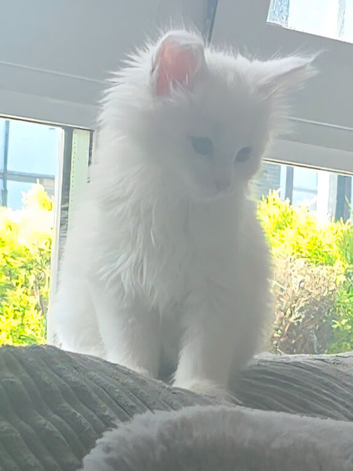 Maincoon kitten