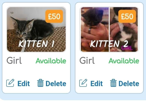 2 kitten 11 weeks old female collection Crawley