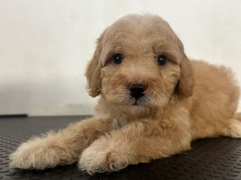 Cavapoo puppies - READY NOW!