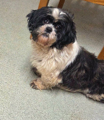 Black and white Shih Tzu