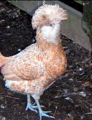 Polish Chicken Hatching Eggs – Bantam / Large Fowl – Crested Show Birds