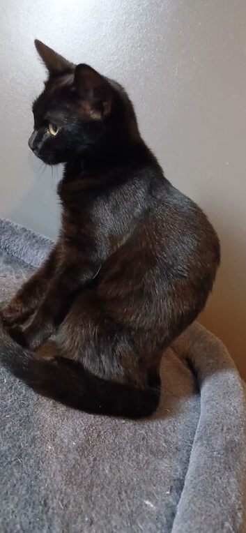 Female kitten
