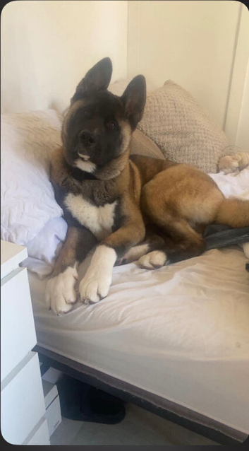 Akita