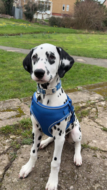 Male Dalmatian