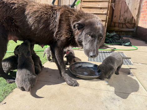 Blue German shepherd( sold)