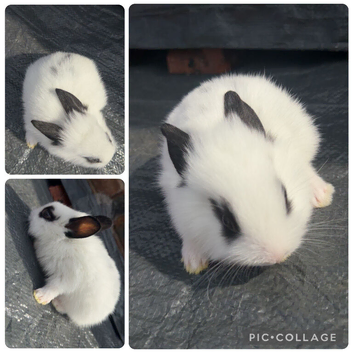 8 Double Maned Lionhead Babies