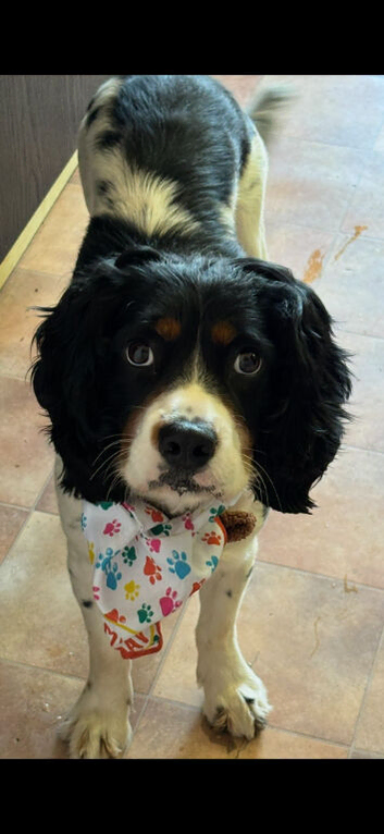 Cookie needs a new home
