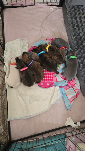 Puppies for sale