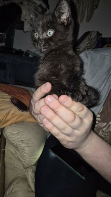 2 beautiful medium haired kittens for sale..