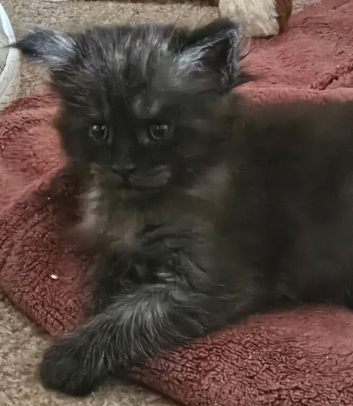 Maine coon male kitten