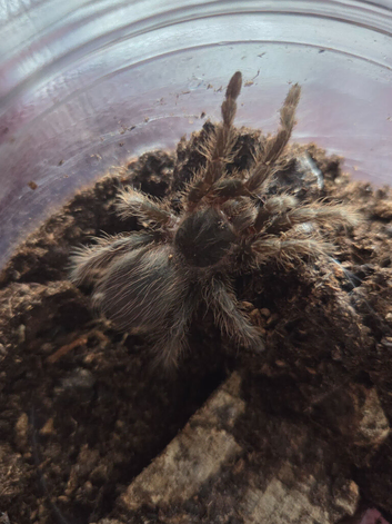 Brazilian red tarantula
