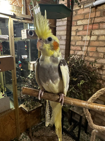 Lovely male cockatiel