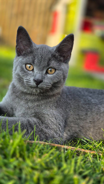 British Blue kittens