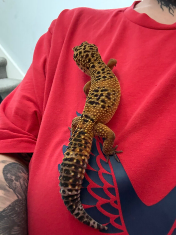 Male leopard gecko