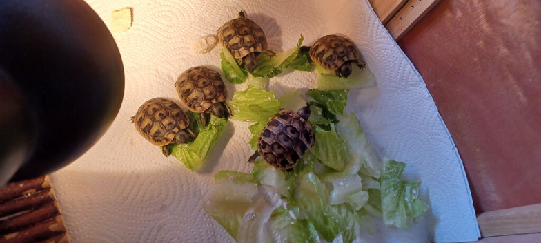 Baby Hermanns tortoises ready now