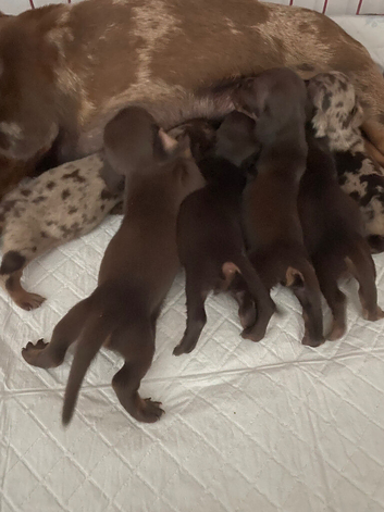 Miniature dachshund puppies