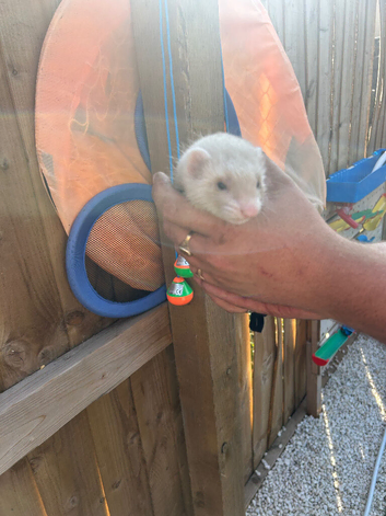 Baby ferrets