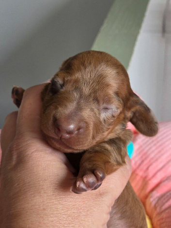 Beautiful KC Registered Dachshund Puppies Available
