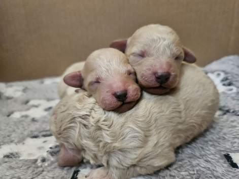 Toy poodle puppies
