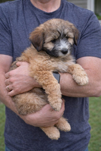 Heavenly Harriet &ndash; 6 Month -Old Tibetan Terrier Puppy Looking for Her Forever Home