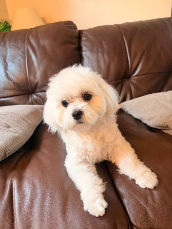 Beautiful Maltese female