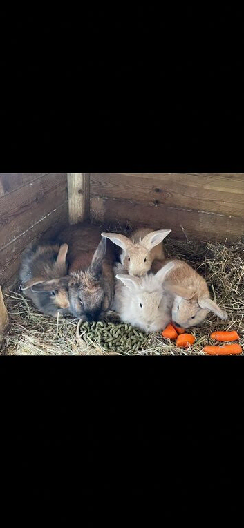 Baby Rabbits
