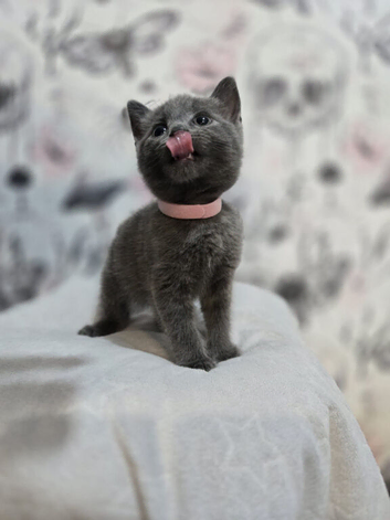 Beautiful Playful Kittens