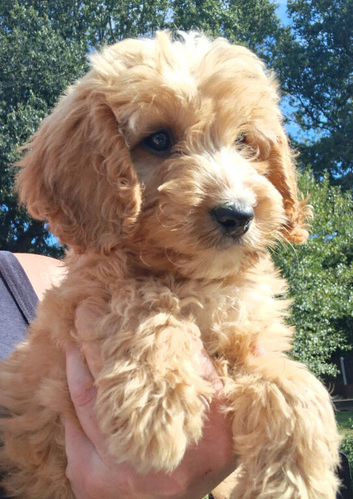 Cockapoo puppies for sale.