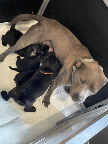 Stunning kc registered Staffordshire bull terriers