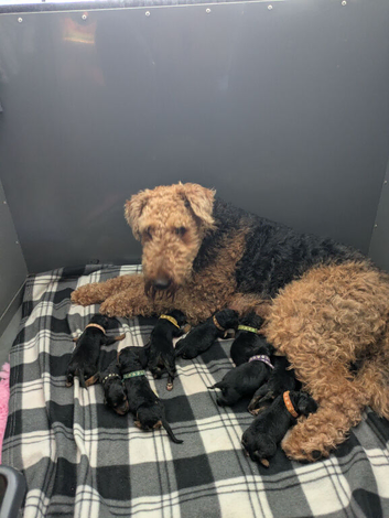 Superb KC registered Airedales sired by champion!