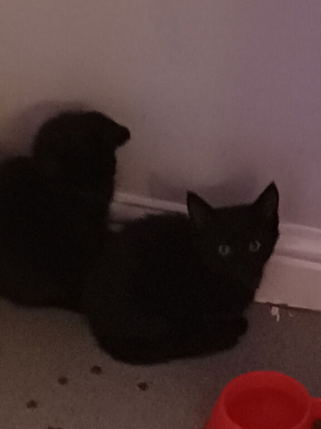 Twin kittens for sale