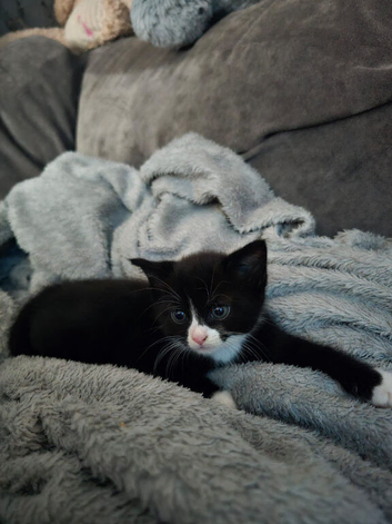 Kittens male and female