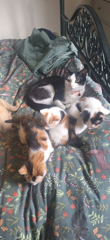 Female 8 week old kittens