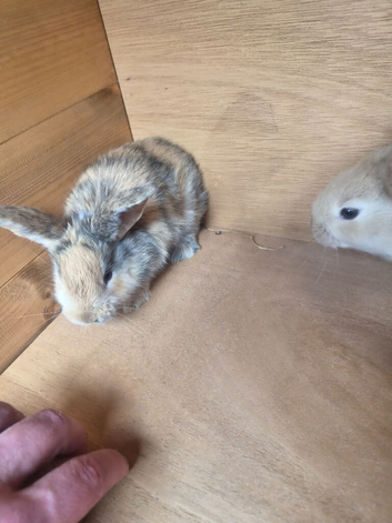 GIANT CONTINENTAL RABBITS FOR SALE