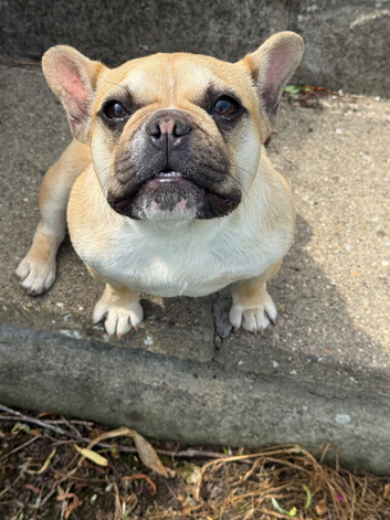 Beautiful 1-Year-Old French Bulldog (Molly) &ndash; &pound;550