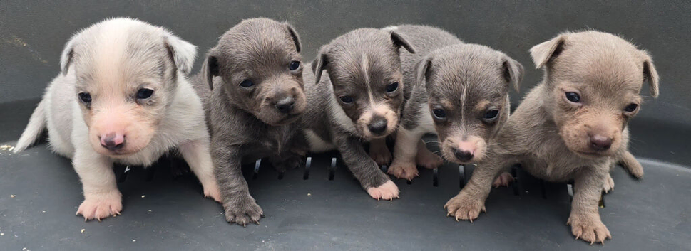 Jack Russell puppies