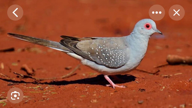 Diamond doves for sale
